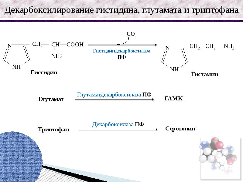 Схема обмена гистидина в разных тканях