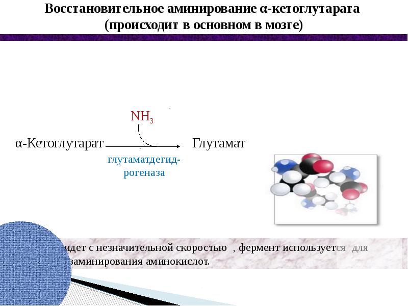 Обмен белков и аминокислот биохимия презентация