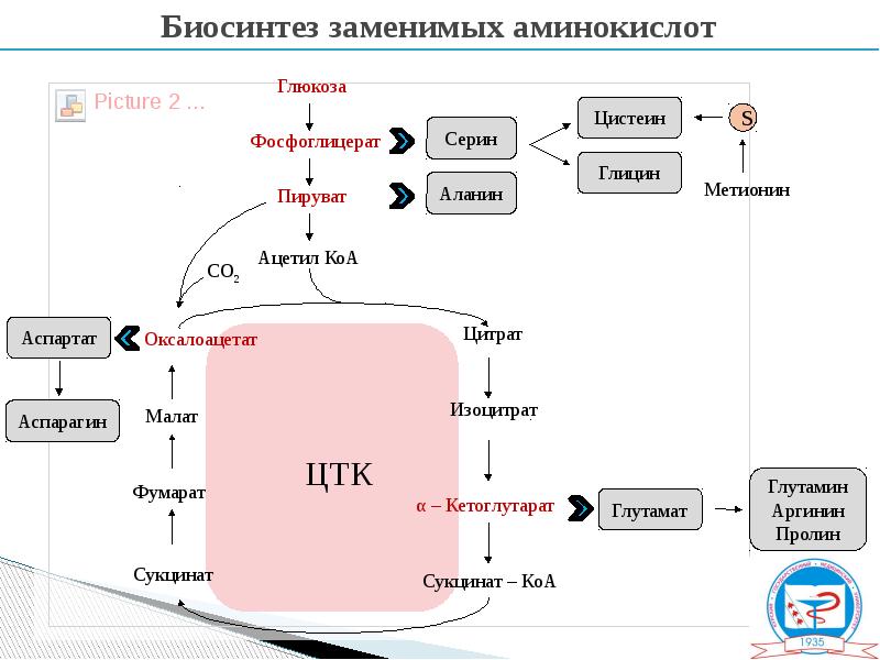 Биосинтез углеводов в организме проект