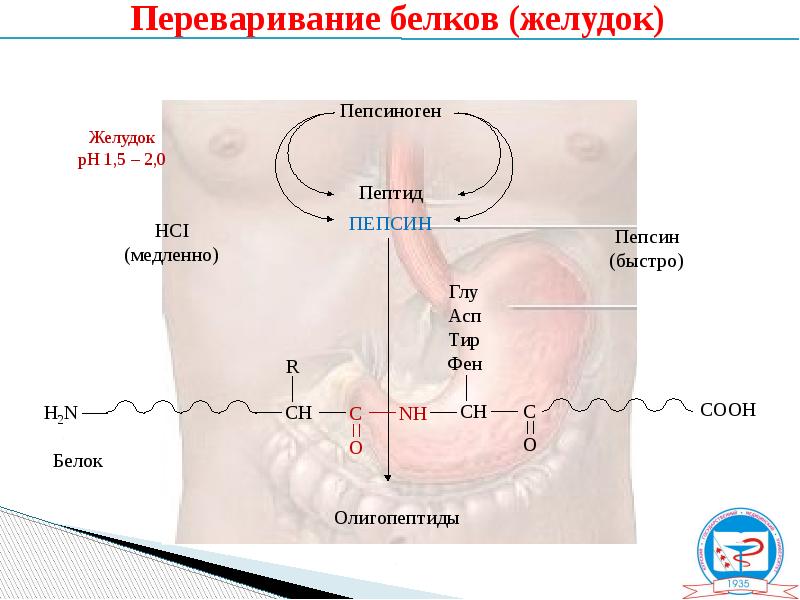 Белок в желудке. Переваривание белков в желудке. Переваривание белков в ЖКТ. Схема переваривания белков в желудке. Переваривание белков с помощью пепсина.