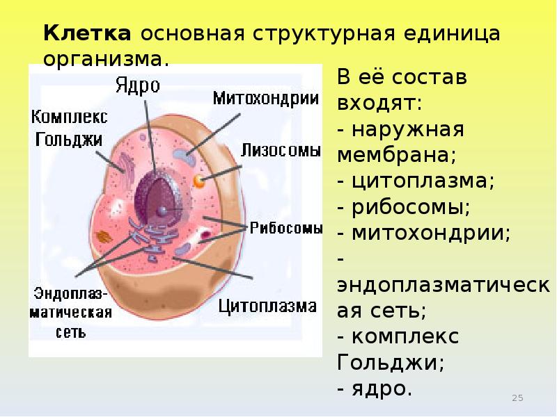 Клетка основная единица живого организма 5