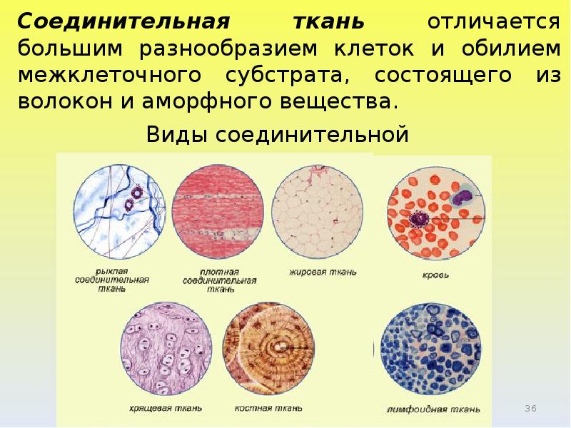 Строение соединительной ткани