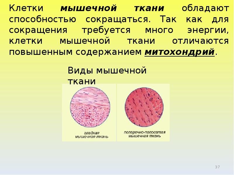 Клетки мышц называют. Клетки мышечной ткани. Способностью к делению клеток характеризуются ткани:. Мышечная ткань особенности способность сокращаться и. Наибольшими размерами в длину характеризуются клетки ткани:.