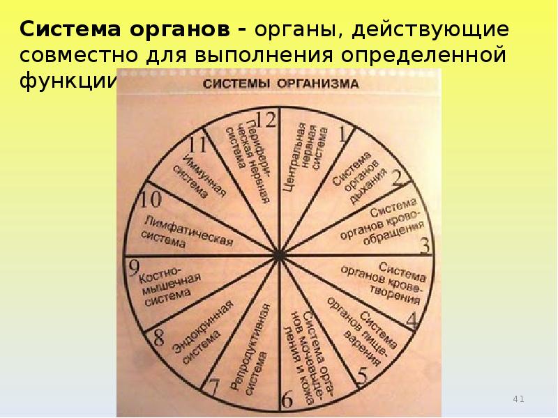 Сколькими системами. 12 Систем организма человека. 12 Систем организма человека список. Системы орназима человека. 12 Систем органов человека.