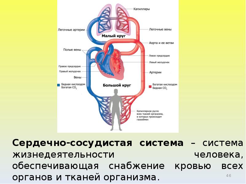 Малый и большой круг кровообращения человека схема. Опишите большой и малый круги кровообращения. Большой и малый круг кровообращения схема. Круговороты малый круг кровообращения. В большом круге кровообращения течет.