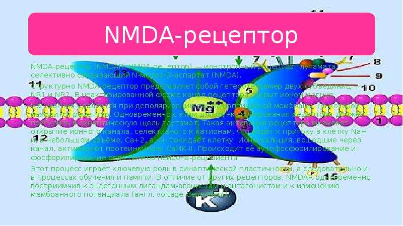 Nmda рецепторы это