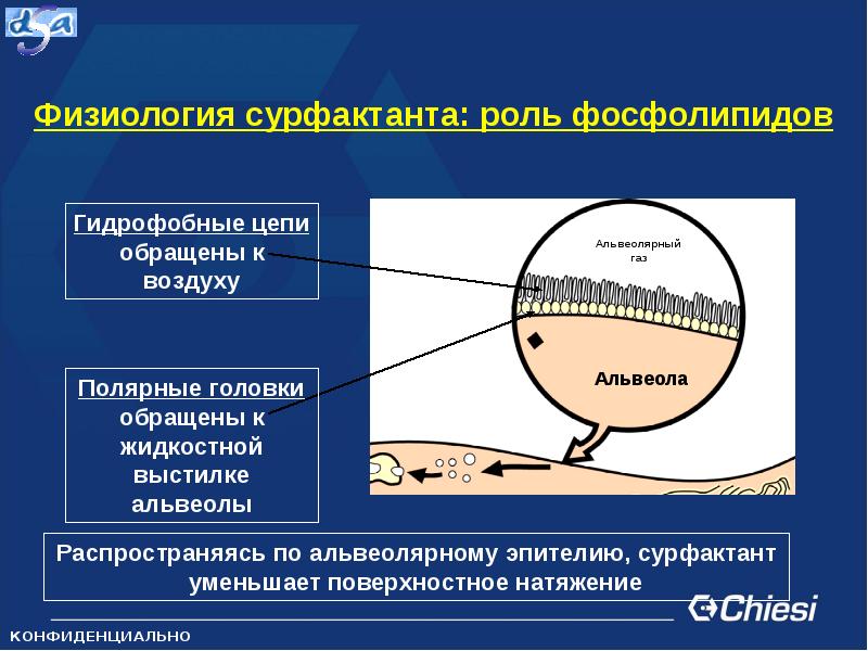 Функции сурфактанта. Физиологическая роль сурфактанта. Синтез легочного сурфактанта. Сурфактант функции. Сурфактант функции физиология.