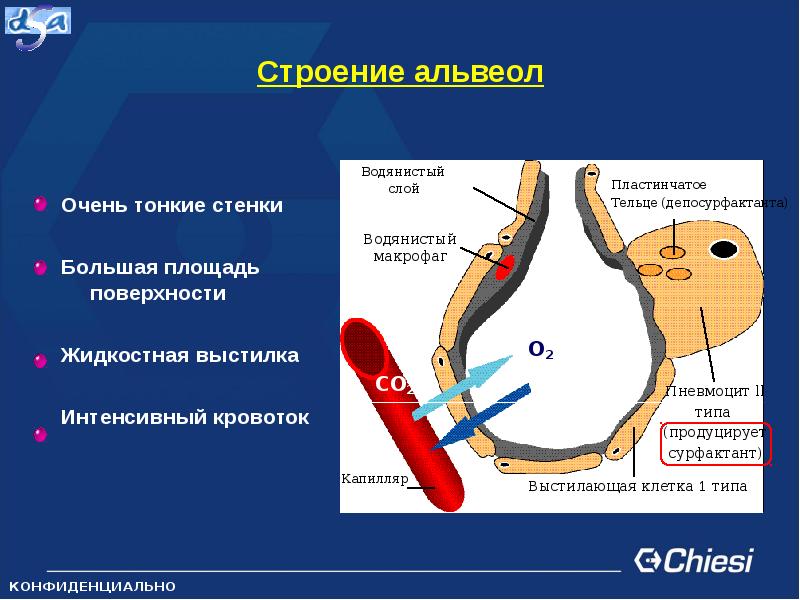 Капилляры альвеол. Строение альвеолы анатомия. Строение легочной альвеолы. Легочные альвеолы функции. Альвеолы легких строение.