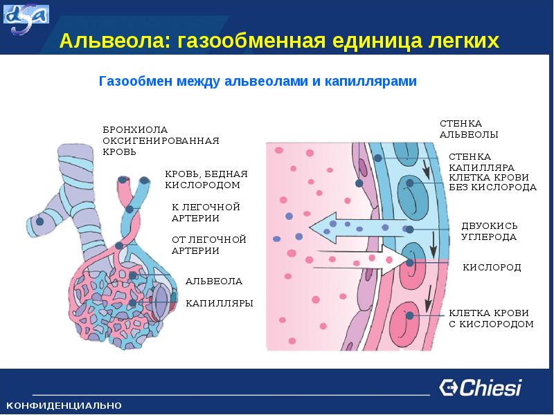 Альвеолы в легких. Газообмен в альвеолах легких. Газообмен между альвеолой и капилляром. Механизм газообмена в альвеолах. В легочных альвеолах происходит газообмен между.