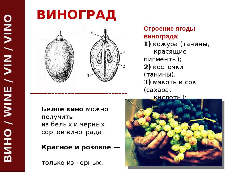 Схема строения винограда