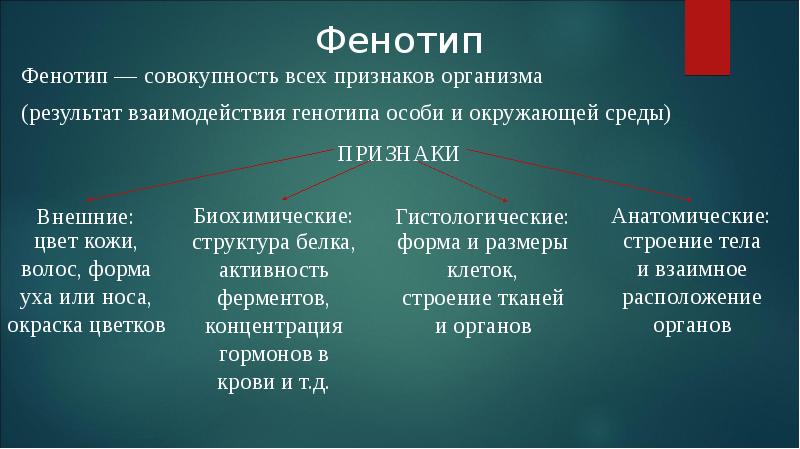 Определи генотип исследуемой особи