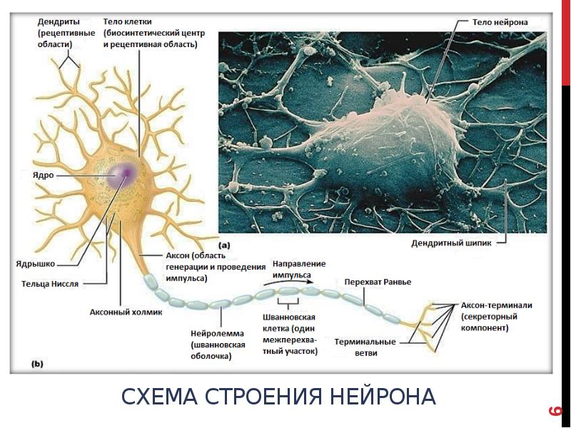 Нервно мышечный синапс схема