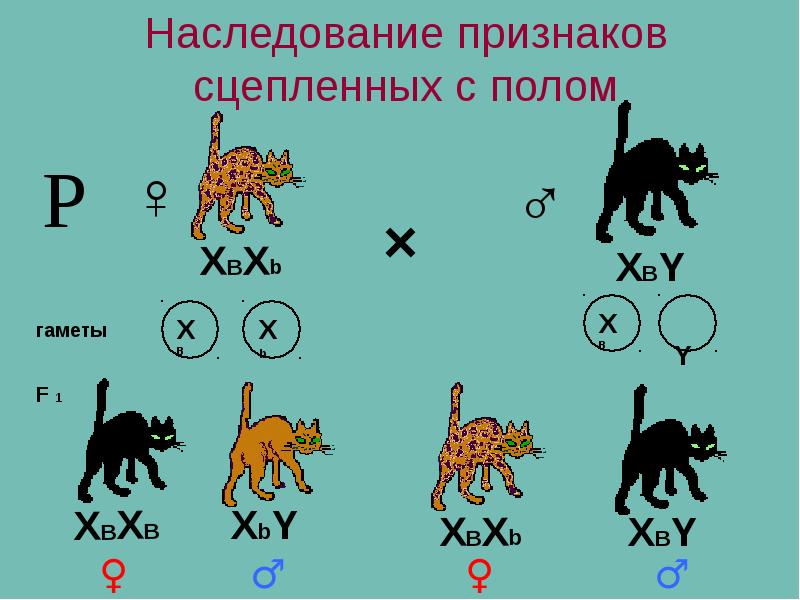 Генетика животных картинки