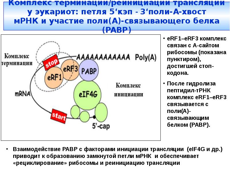 Терминация у эукариот. Факторы терминации трансляции у эукариот. Терминация трансляции. Факторы терминации трансляции. Белковые факторы трансляции эукариот.