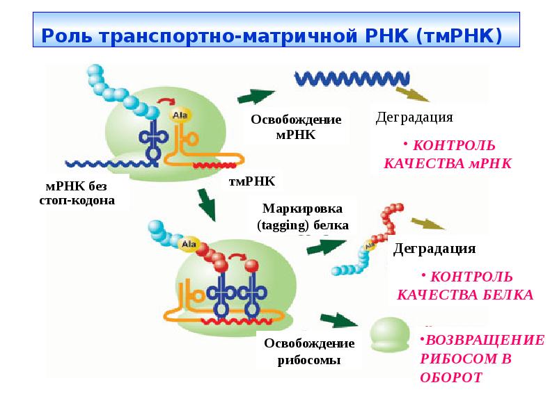 Пластический обмен белка. Трансляция матричной РНК. Терминация матричной РНК. Роль ТРНК В трансляции. Роль РРНК В трансляции.