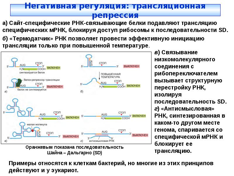 Схема трансляции биохимия