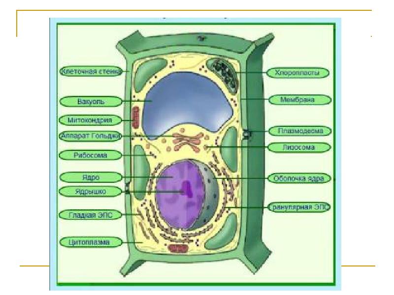 Тест клетка егэ. Строение растительной клетки ЕГЭ. Строение растительной клетки ЕГЭ биология. Клетка растения ЕГЭ. Растительная клетка рисунок ЕГЭ.
