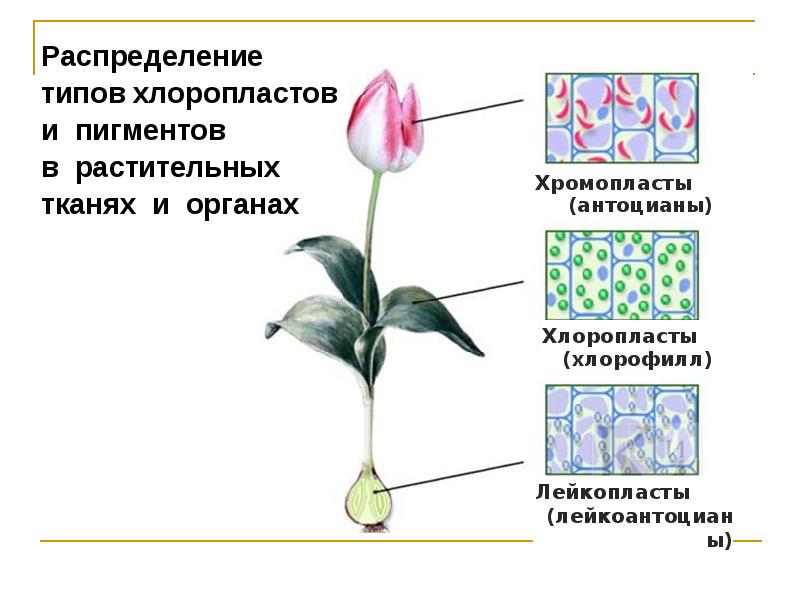 Хромопласт содержит. Хромопласт содержит