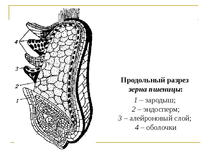 Продольный разрез. Продольный разрез зерновки пшеницы. Строение зерна пшеницы зерновки. Продольный срез зерновки пшеницы. Строение среза зерновки пшеницы.