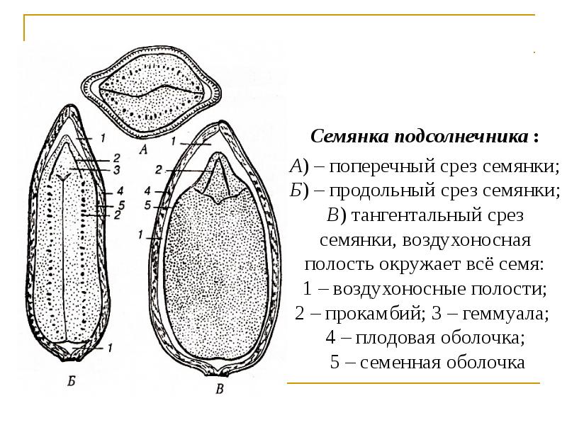 Строение семени кабачка рисунок с описанием