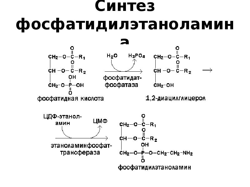 Схема синтеза глицерофосфолипидов