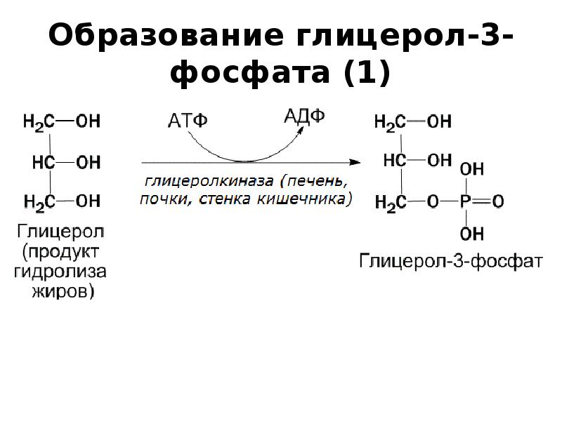 Окисление глицерола. Биосинтез глицерофосфолипидов. Образование активной формы глицерола. Синтез глицерол 3 фосфата в печени. Глицерол 3 фосфата из Глюкозы.