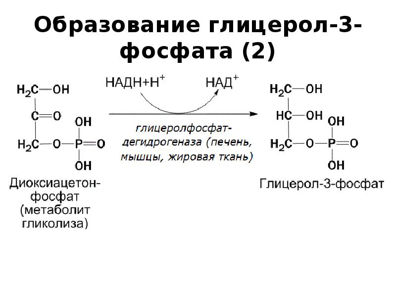 Реакция образования глицерина. Образование глицерол 3 фосфата. Синтез глицерол 3 фосфата. Реакцию образования глицерол-3-фосфата из глицерина.. Образование фосфатидной кислоты из глицерол-3-фосфата.