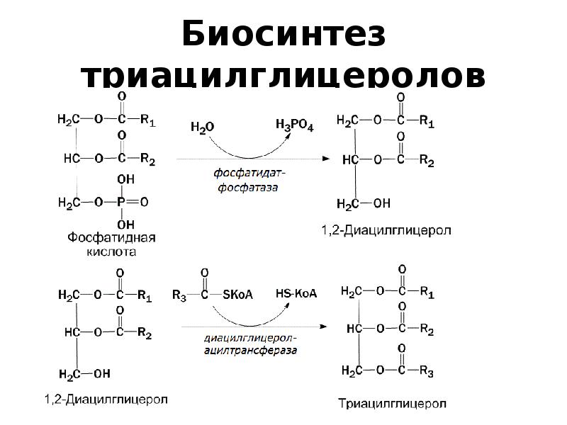 Схема синтеза фосфолипидов