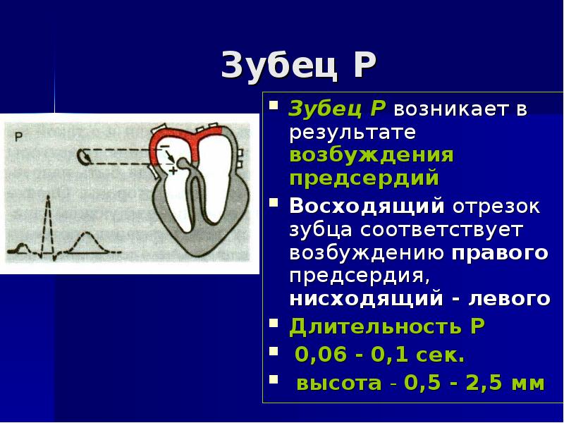 Р q. Зубец р. Предсердия зубец. Нормальная ЭКГ презентация. Зубец р отражает возбуждение.