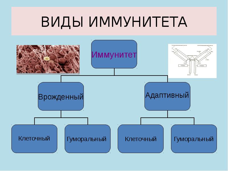 Вещество х в схеме превращений происходящих в природе углекислый газ х крахмал