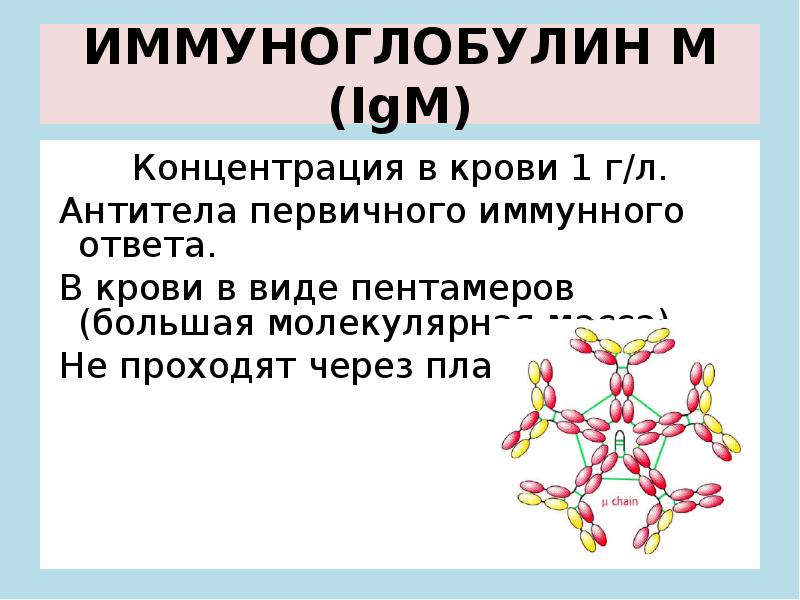Иммуноглобулин е 1. Иммуноглобулины биохимия. Иммуноглобулин. Строение иммуноглобулинов биохимия. Иммуноглобулины в биохимии крови.