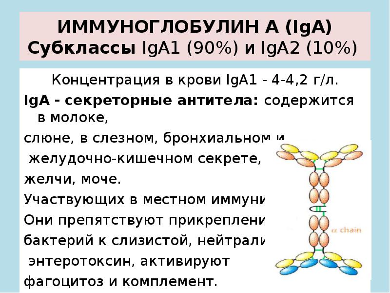 Иммуноглобулин системы. Иммуноглобулины iga (1-2) IGE. Секреторный иммуноглобулин а в слюне. Иммуноглобулины определяются в биологических жидкостях. Секреторный иммуноглобулин а1.