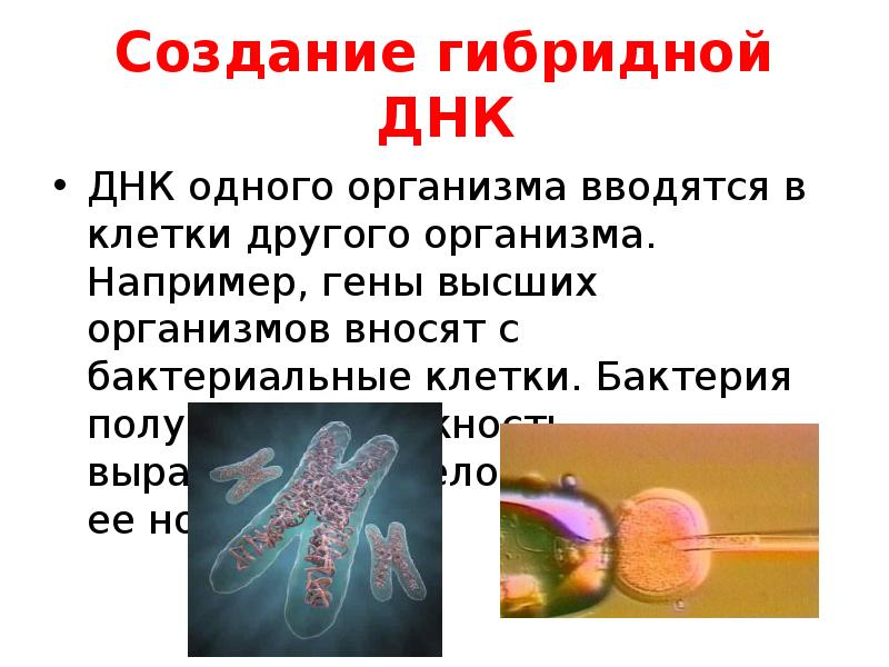 схема синтеза моноклональных антител. получение гибридомы. метод генетики соматических клеток. создание гибридом. гибридомы и моноклональные антитела.