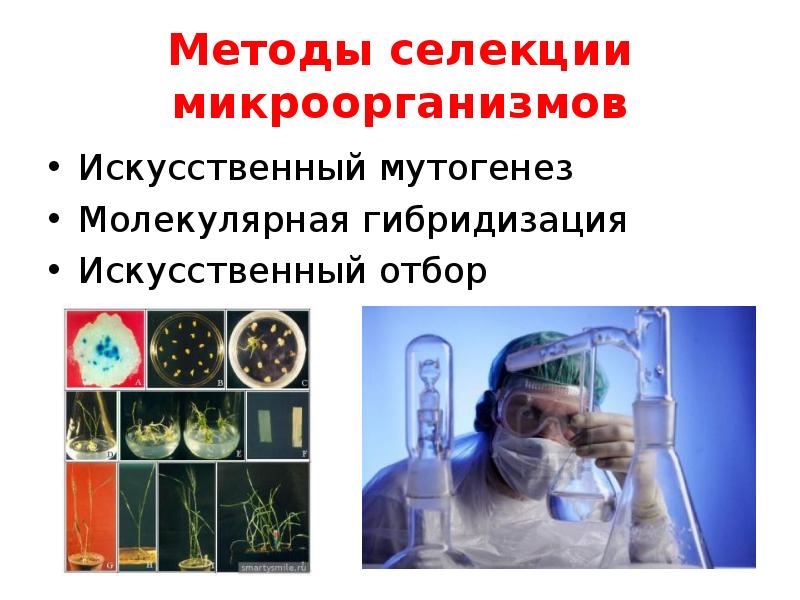 Селекция микроорганизмов проект