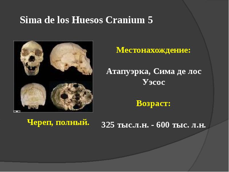 Презентация гейдельбергский человек