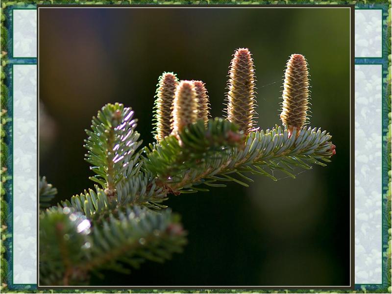 лиственница американ пайн. шишки пихты. хвойное дерево шишки вверх. ель шишки вверх. какие шишки растут вверх.