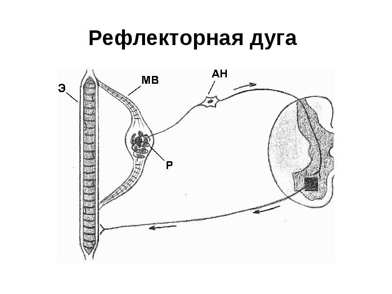 Рефлекторная дуга это