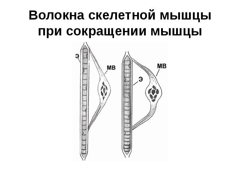 Мышечные волокна матки. Тонус скелетных мышц.