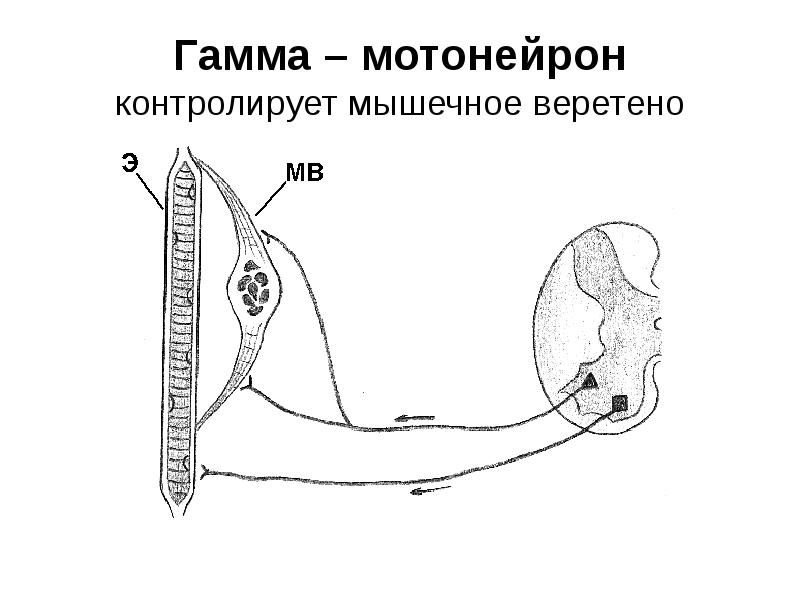 Схема спинальных механизмов регуляции мышечного тонуса с каналами обратной связи