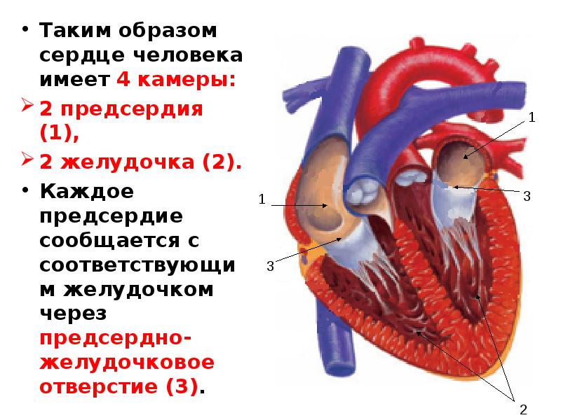 Сердце образ. 4 Камеры сердца у человека. Сколько камер в сердце человека. Сердце человека камерное. Сердце человека анатомия 4 камеры.