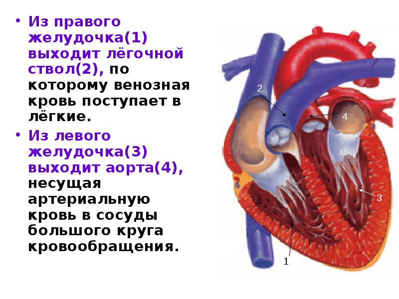 В правый желудочек сердца человека поступает. Из правого желудочка выходит. Правый желудочек сердца. Из правого желудочка сердца. Правый желудочек сердца анатомия.