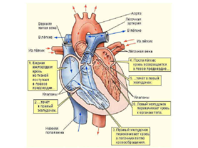 Полая вена правого желудочка. Строение сердца человека рисунок. Строение человеческого сердца схема. Внутреннее строение сердца схема. Схема строения сердца человека с подписями.