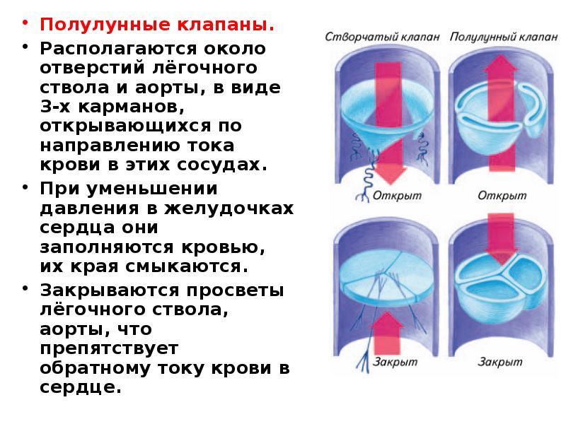 Полулунные и створчатые клапаны