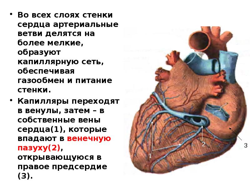 Какое сердце можно назвать. Собственные вены сердца названия. Стенки сердца. Собственные вены сердца впадают в.