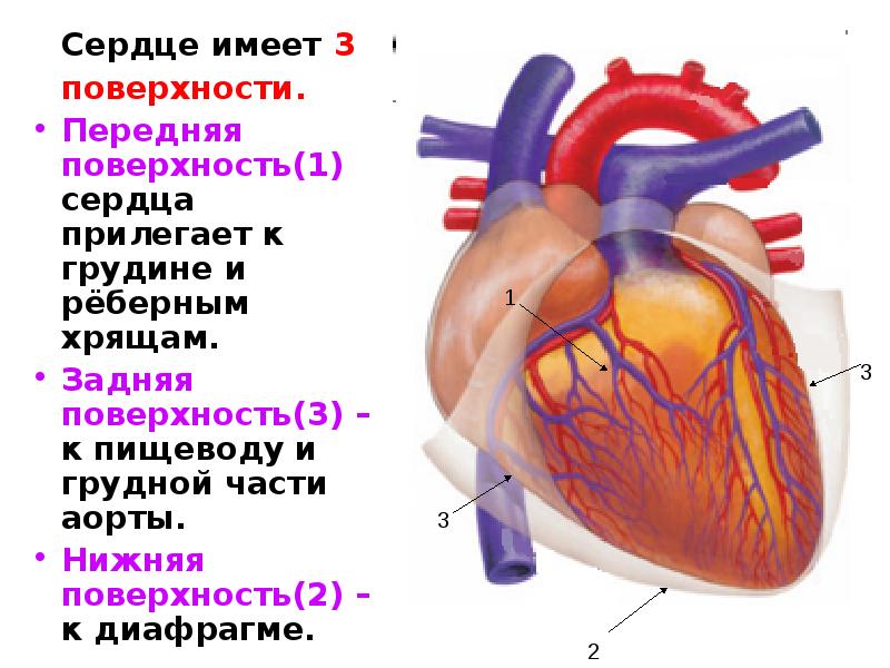 В сердце выделяют. Грудино реберная поверхность сердца. Задняя поверхность сердца прилегает к. Поверхности сердца анатомия. Назовите поверхности сердца.