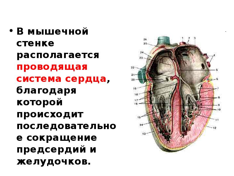 Проводящая система сердца. Базальные отделы сердца. Проводящие система сердце анатомия. Схема проводящей системы сердца.