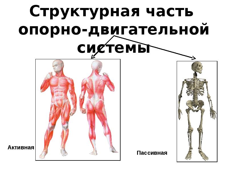 Скелет опорно двигательная система 3 класс. Общие функции опорно двигательной системы. Каково строение опорно двигательной системы человека. Скелет опорно двигательная система 3 класс. Опорно двигательная система анатомия человека кратко.