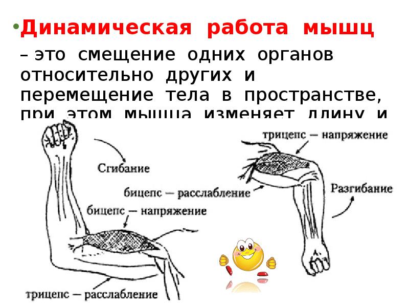 Режимы работы мышц. Динамическая работа мышц. Динамическая работа скелетной мышцы. Динамическая и статическая работа мышц кратко. Статистическая работа мышц примеры.