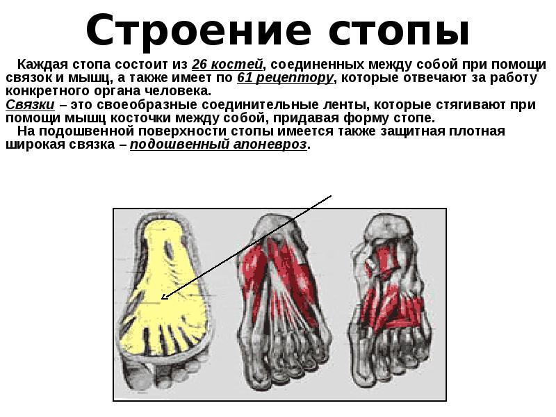Стопа состоит из трех. Стопа состоит из трех