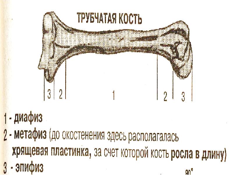 Рост костей в длину рисунок